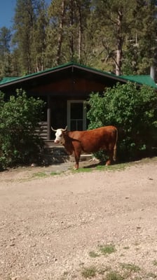 Pine Rest Cabins 24063 Highway 385 Hill City Sd Coffee Tea