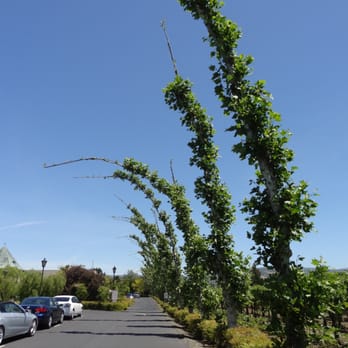 Peju Winery - driveway with fun trees - Wine Tasting Room Near Me - Rutherford, California Peju Winery - driveway with fun trees - Wine Tasting Room Near Me - Rutherford, California