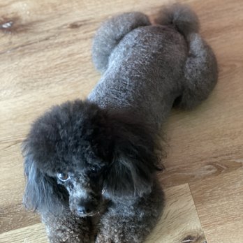 Neo Pet Spa - Town and country cut on a teacup poodle - Pet Groomers Near Me - Miami, Florida