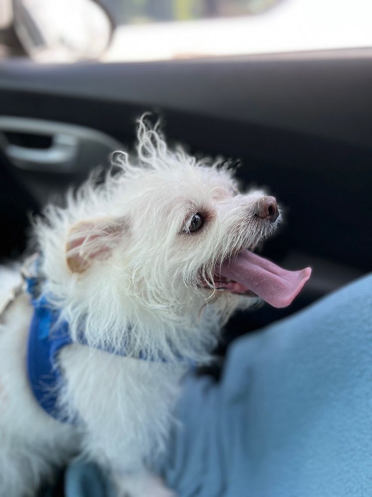 HIGHLAND ANIMAL HOSPITAL with reviews Updated September 2024 18