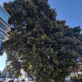Aoyama Tree - Landmarks & Historical Buildings Near Me - Los Angeles, California Aoyama Tree - Landmarks & Historical Buildings Near Me - Los Angeles, California