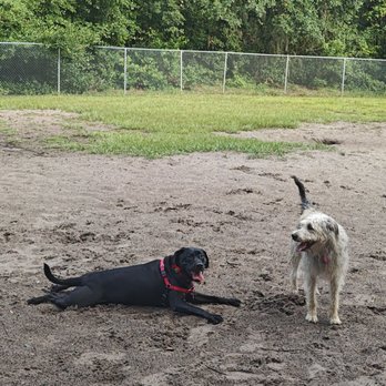Pet Express Jax - These are the high energy sisters - Pet Boarding Near Me