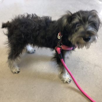 Preferred by Pets - Pet Groomers Near Me - San Diego, California Preferred by Pets - Pet Groomers Near Me - San Diego, California