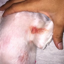 Cut from groomers Cut from groomers