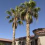 CO Tree Service