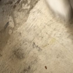 Lucky 7 Rentals - How can Luck-7 RV Rentals rent such filth???? I am so disgusted!!!!