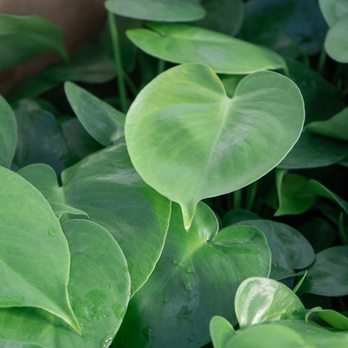 Wilson Nurseries - baby monstera deliciosa - Nurseries & Gardening Near Me - Lexington, Kentucky Wilson Nurseries - baby monstera deliciosa - Nurseries & Gardening Near Me - Lexington, Kentucky