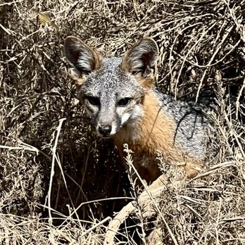 Catalina Tours - Catalina fox who was surprisingly interested in us... - Historical Tours Near Me Catalina Tours - Catalina fox who was surprisingly interested in us... - Historical Tours Near Me
