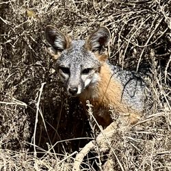 Catalina Tours - Catalina fox who was surprisingly interested in us...