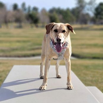 Doris Davies Park - Parks Near Me - Victorville, California Doris Davies Park - Parks Near Me - Victorville, California