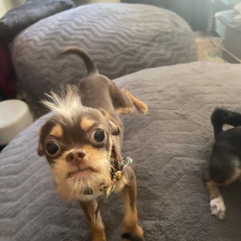 A Pet Affaire - Killer with his cool Mohawk and beard - Pet Groomers Near Me - Oxnard, California A Pet Affaire - Killer with his cool Mohawk and beard - Pet Groomers Near Me - Oxnard, California