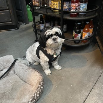 White Dog Distilling - Loopsie the owners dog. So cute and friendly. She loves visitors - Distilleries Near Me - Pawtucket, Rhode Island White Dog Distilling - Loopsie the owners dog. So cute and friendly. She loves visitors - Distilleries Near Me - Pawtucket, Rhode Island