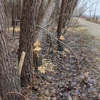 River's Edge Park - Beaver tree - Parks Near Me - Chesterfield, Missouri