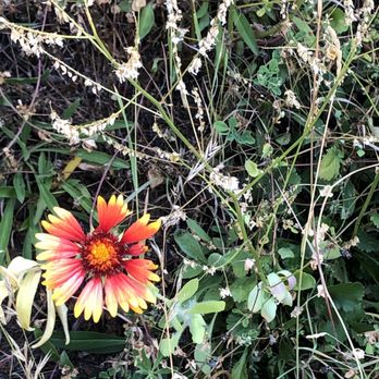 The Rio Grande Trail - Pretty Flower (August, 2020) - Hiking Near Me The Rio Grande Trail - Pretty Flower (August, 2020) - Hiking Near Me