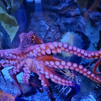 Newport Aquarium - Aquariums Near Me - Newport, Kentucky Newport Aquarium - Aquariums Near Me - Newport, Kentucky