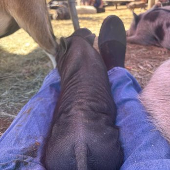 SoCalMiniPigs - Pet Breeders Near Me - Valley Center, California