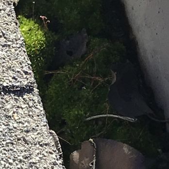 AR Rooftop Cleaning Service - Before - Solar Panel Cleaning Near Me