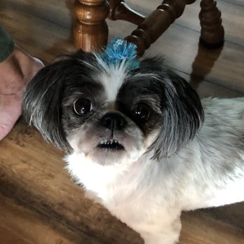 Pup N Suds - Pet Groomers Near Me - Oak Forest, Illinois