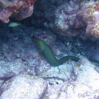 Sail Fish Scuba - Scuba Diving Near Me - Key Largo, Florida Sail Fish Scuba - Scuba Diving Near Me - Key Largo, Florida