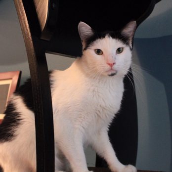 Brooklyn Cat Cafe - Pet Adoption Near Me - Brooklyn, New York Brooklyn Cat Cafe - Pet Adoption Near Me - Brooklyn, New York