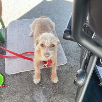 Wursthall - Doggo friendly (he needs his mat lol) - German Near Me - San Mateo, California Wursthall - Doggo friendly (he needs his mat lol) - German Near Me - San Mateo, California
