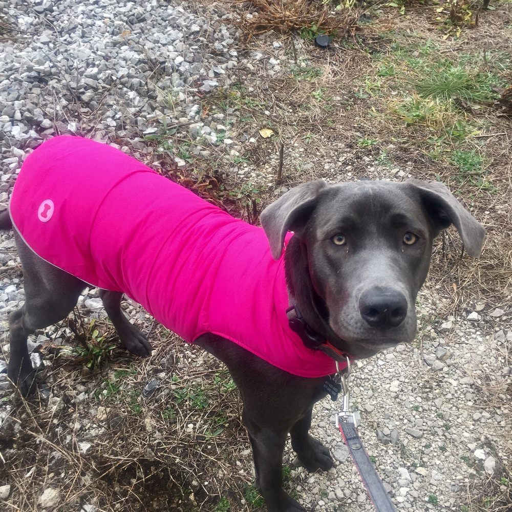 Fetch Pet Supplies & Gifts - Harley's new coat - Pet Stores Near Me - Springfield, Missouri