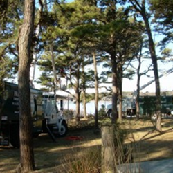 Hamilton Tree and Landscape
