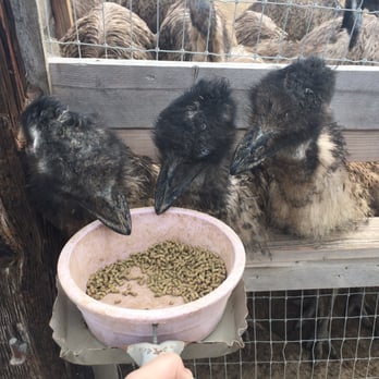 Ostrichland USA - Attraction Farms Near Me - Solvang, California Ostrichland USA - Attraction Farms Near Me - Solvang, California