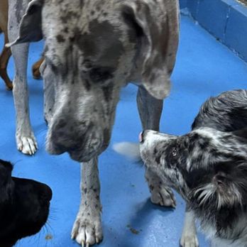 No More Kennels - Pet Sitting Near Me - Penketh, XMS