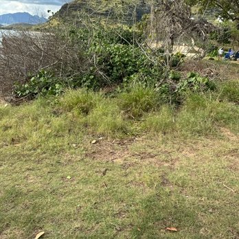 Oahu Premier Picnics - Overgrown weeds next to where she expected us to eat. - Party & Event Planning Near Me