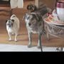 Photo of Salty Paws Grooming Salon