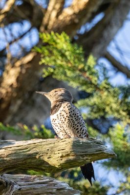 Tomales Point Trailhead by null