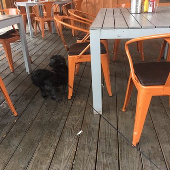 Moxie Burger - Dog on the patio - American Near Me - Roswell, Georgia Moxie Burger - Dog on the patio - American Near Me - Roswell, Georgia