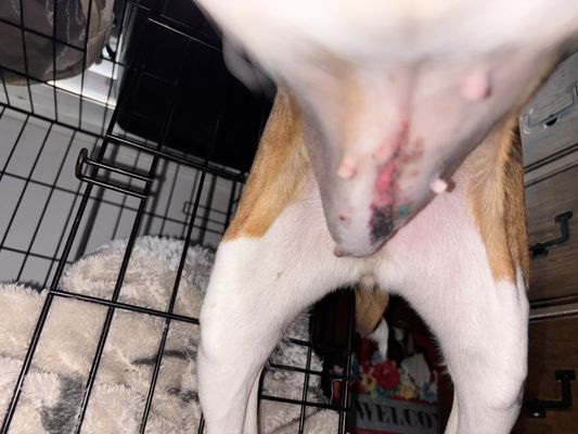 Town & Country Veterinary Hospital