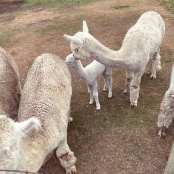 Kensington Prairie Farm - Baby Banjo and group - Arts & Crafts Near Me - Langley, British Columbia