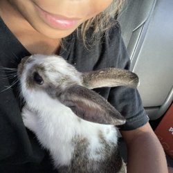 Petland Knoxville - My rabbit toasty from Petland