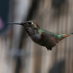 The Hummingbird Sanctuary