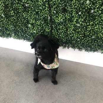 Paws At Main - Blacky - Pet Groomers Near Me - Corona, California Paws At Main - Blacky - Pet Groomers Near Me - Corona, California