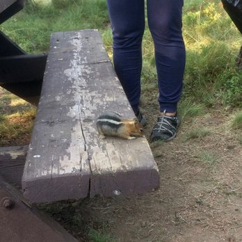 Quinn River Campground - Good sized little chipmunk. - Campgrounds Near Me - Bend, Oregon