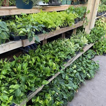 Turner's Gardenland - Pothos - Landscaping Near Me - Corpus Christi, Texas Turner's Gardenland - Pothos - Landscaping Near Me - Corpus Christi, Texas