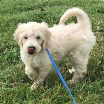 Lizziesdoodles - I can't help but licking my lips dinner time!! - Pet Breeders Near Me