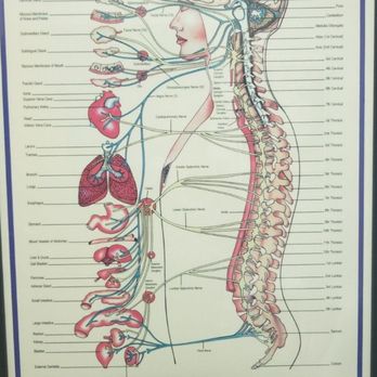 Olson Chiropractic - The spine is so important - Chiropractors Near Me - Concord, California
