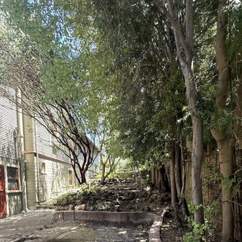 JMV Tree Service - Before manzanita looks to be dying.  It wasn't thankfully - Tree Services Near Me - Hayward, California