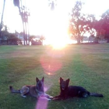 Blessed Dog - Pet Training Near Me
