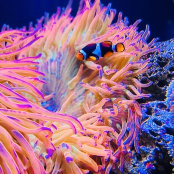 Seattle Aquarium - Nemo! - Aquariums Near Me - Seattle, Washington