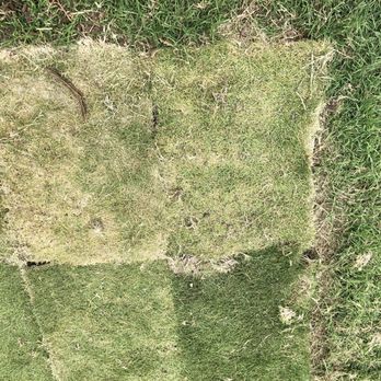 Perspectiv Gardens - Poor sod - Gardeners Near Me Perspectiv Gardens - Poor sod - Gardeners Near Me