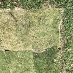 Perspectiv Gardens - Poor sod