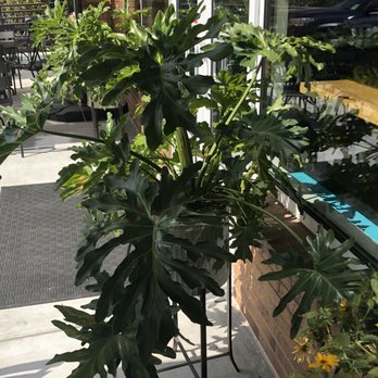 KoKyu - Beautiful plants - Barbeque Near Me - Durham, North Carolina