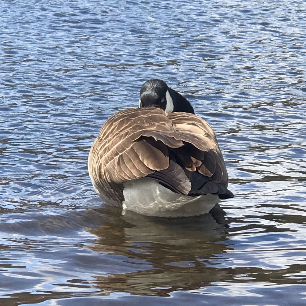 Horn Pond - Cute sleeping goose - Lakes Near Me - Woburn, Massachusetts Horn Pond - Cute sleeping goose - Lakes Near Me - Woburn, Massachusetts