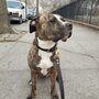 NYC Dog Company